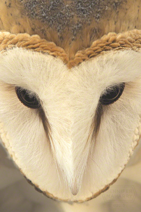 Barn Owl Face
